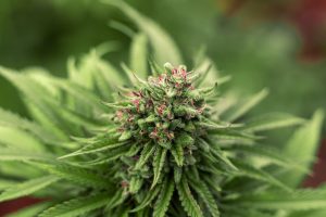Buy cbd flowers
