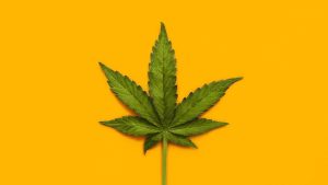 Where can i buy weed in germany