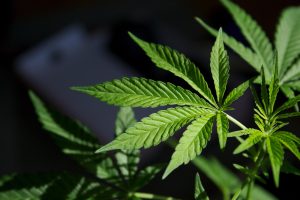 Where to buy marijuana in de