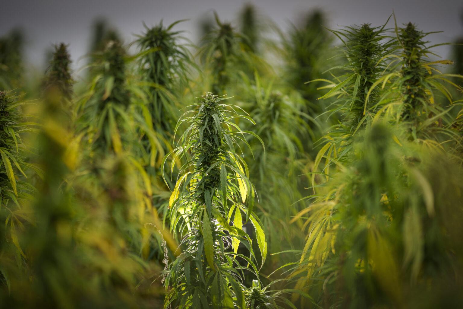 Where to buy weed in delaware