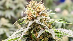 Where to buy marijuana in germany