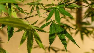 Where to get weed in germany