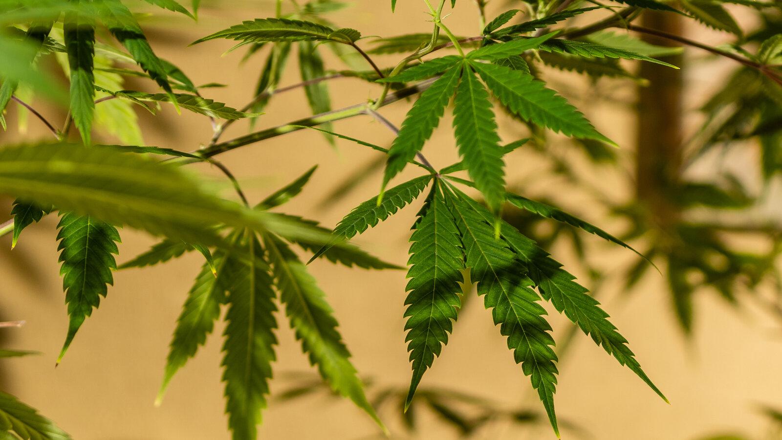 Where to get weed in germany
